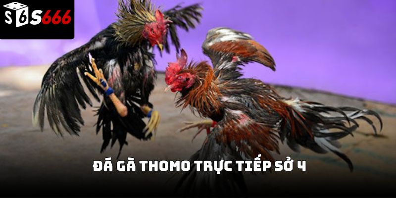 Đá gà thomo trực tiếp sở 4 S666 – Trải nghiệm chân thực 2026