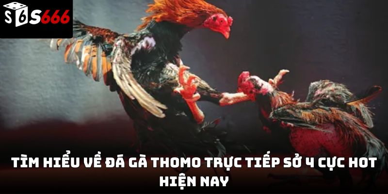 Đá gà thomo trực tiếp sở 4 S666 – Trải nghiệm chân thực 2026